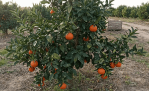 Clementinier orogros