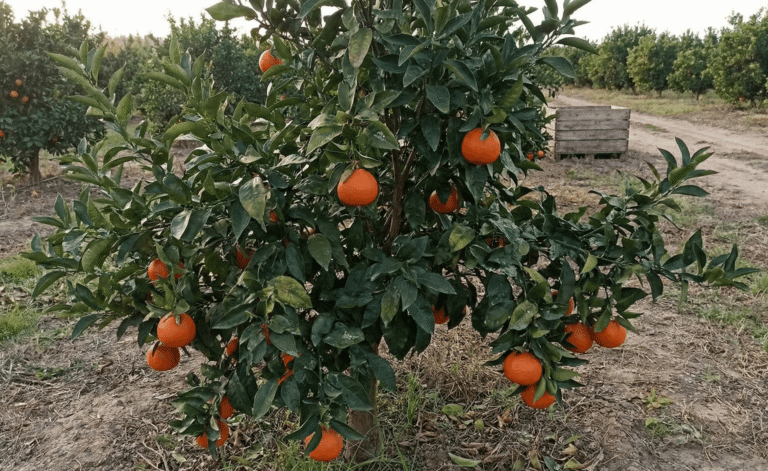 Clementinier orogros