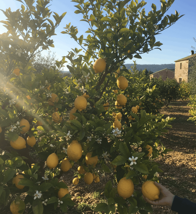 Citronnier meyer dqns un verger d'agrumes