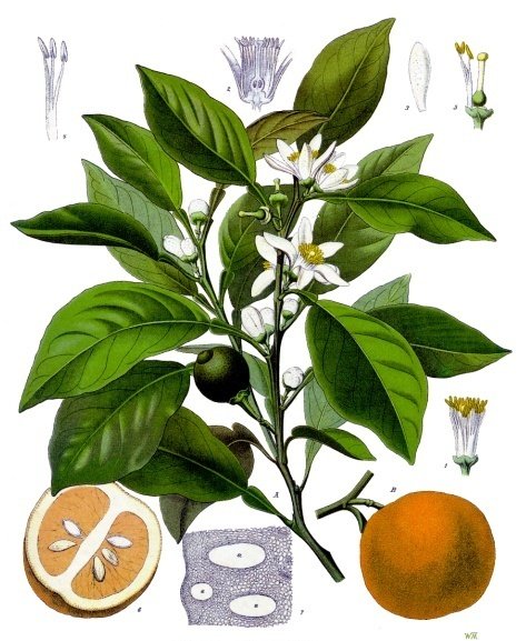 bigarade-dolce-del-gargano