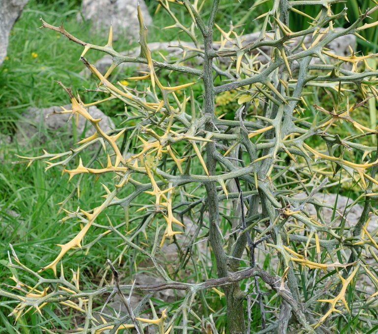 dragon-lime