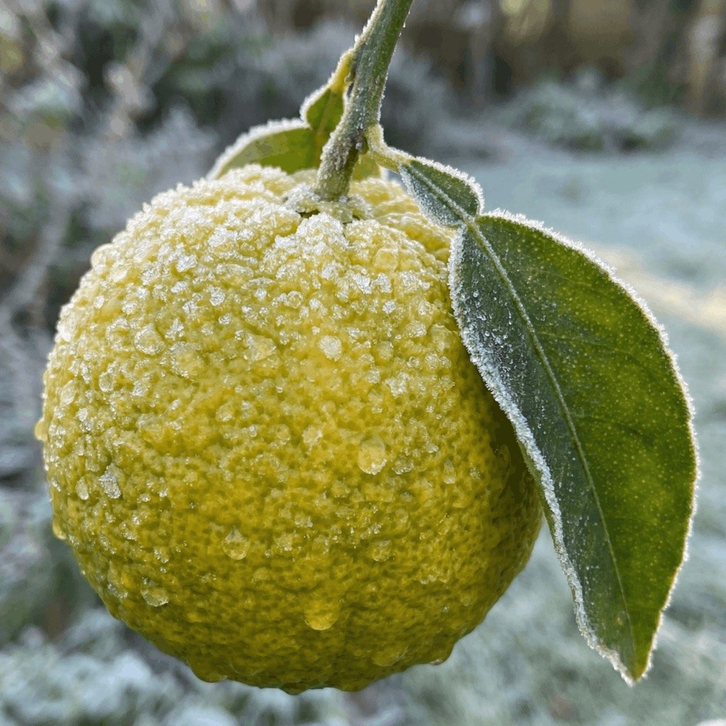Agrume rustique couvert de givre — image emblematique de la culture en zone froide