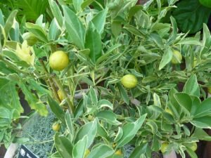 kumquat-centenial-panache