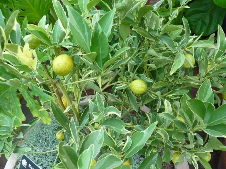kumquat-centenial-panache