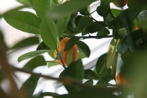 kumquat-changshou