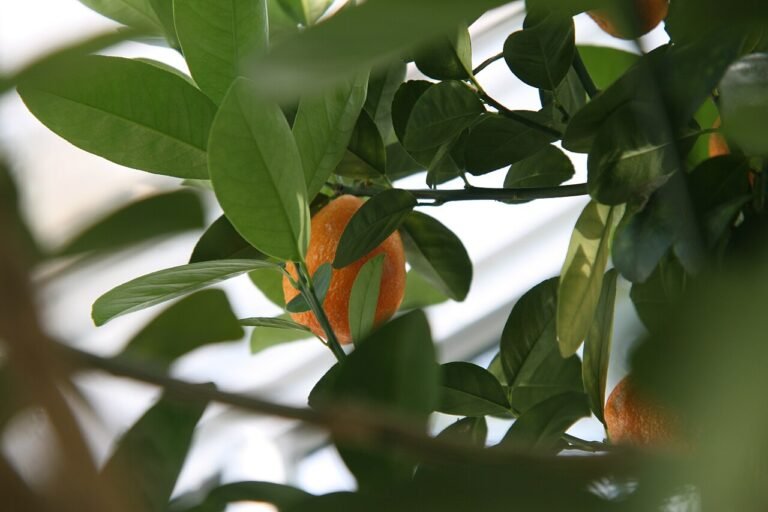 kumquat-changshou