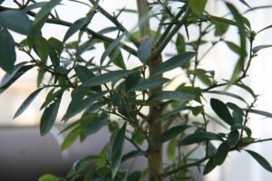 kumquat-hong-kong