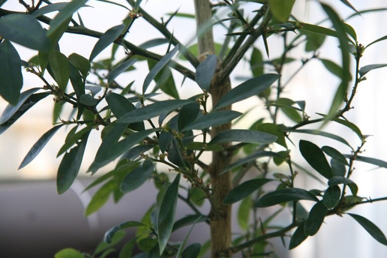 kumquat-hong-kong