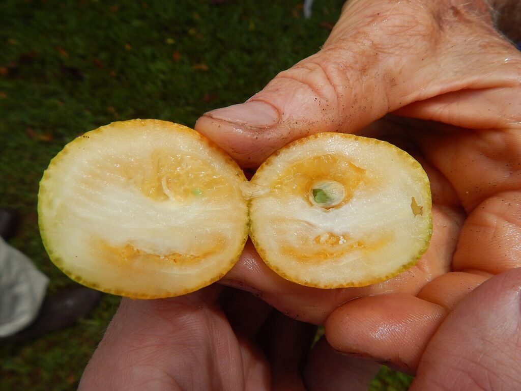 kumquat-marumi