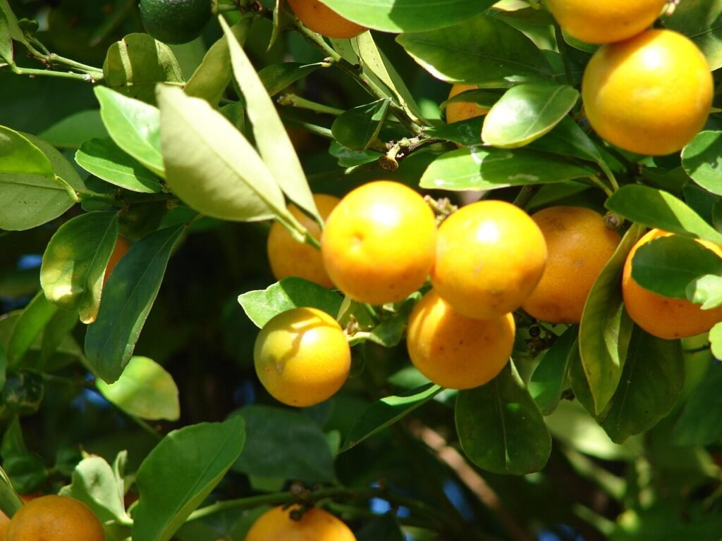 kumquat-nordmann