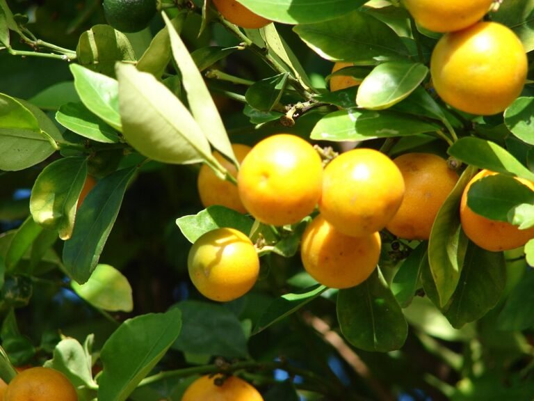 kumquat-nordmann