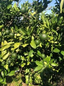 lime-troyer-x-rang-pur