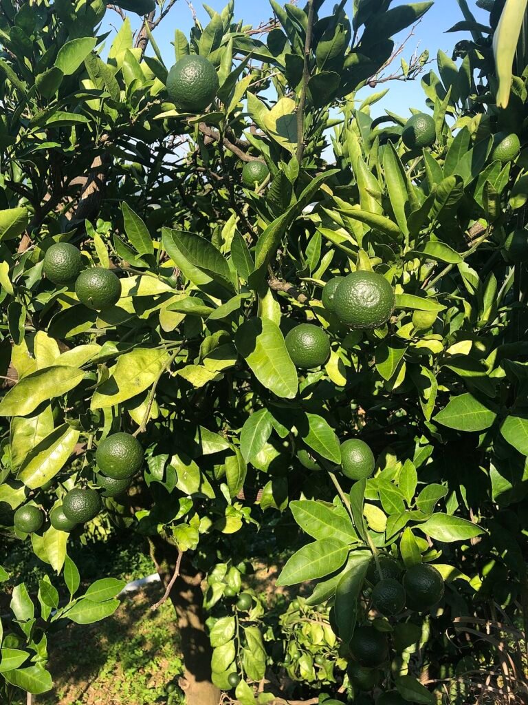 lime-troyer-x-rang-pur
