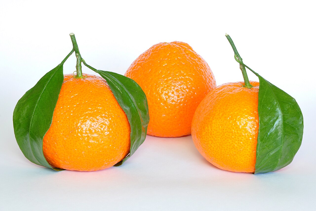 Trois mandarines orange avec leurs pédoncules et leurs feuilles sur fond blanc.
