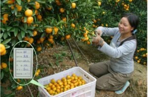 mandarine-kishu-nooka