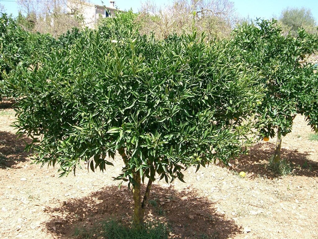 mandarine-leo-mahalo
