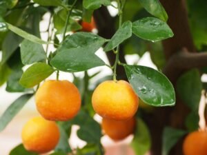 mandarine-nova