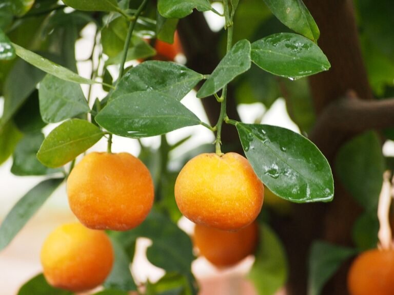 mandarine-nova