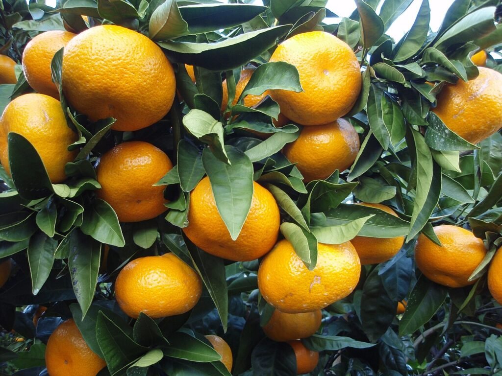 mandarine-satsuma-xie-shan
