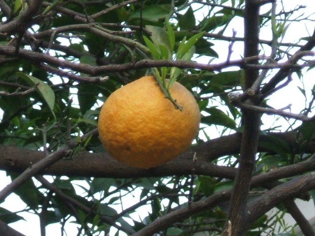 natsudaidai
