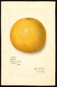 pomelo-foster