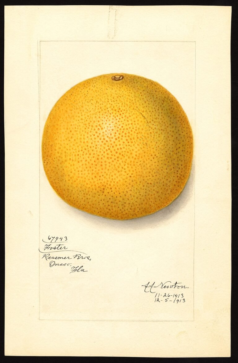 pomelo-foster