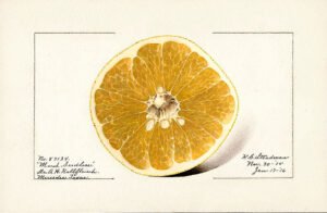 pomelo-marsh-seedless
