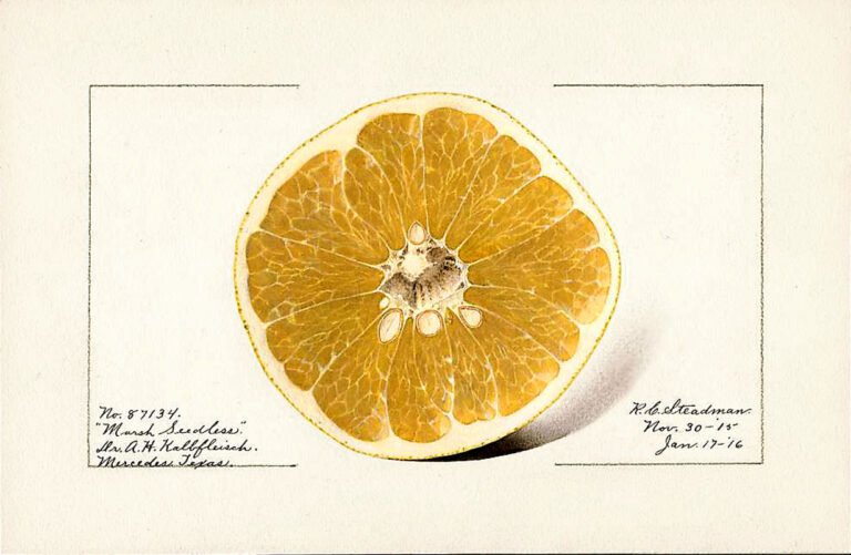 pomelo-marsh-seedless