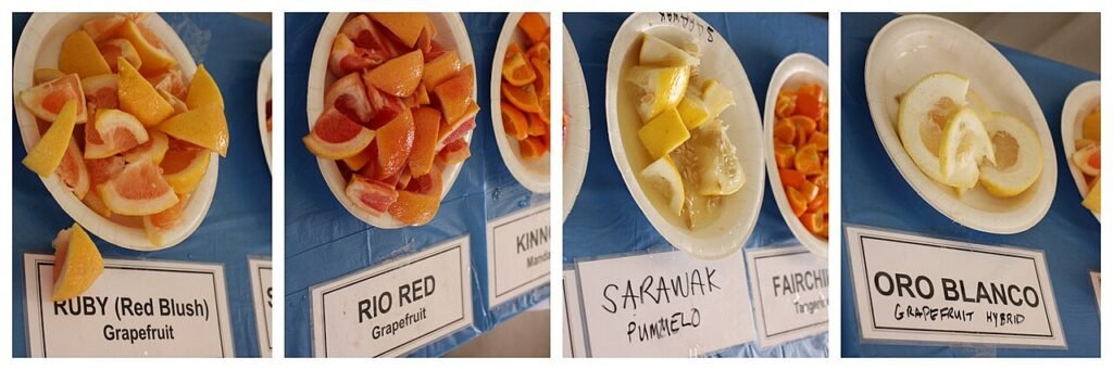 pomelo-oro-blanco