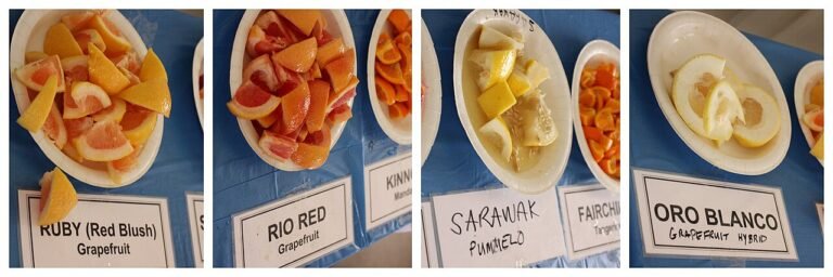 pomelo-oro-blanco