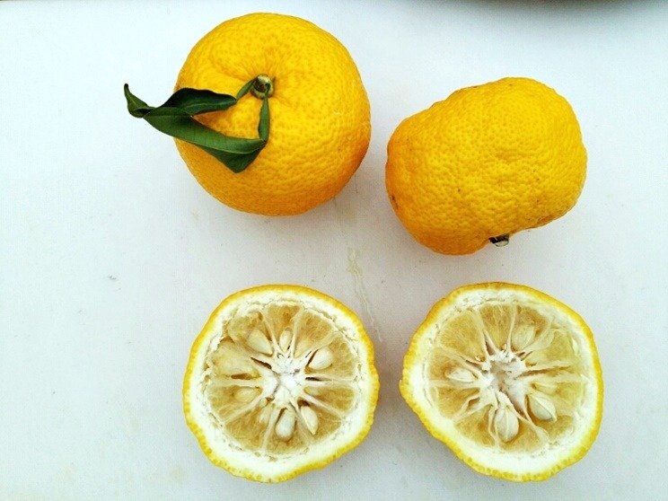 yuzu-tada-nishiki