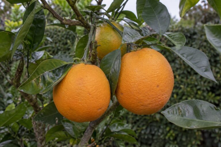 Des oranges sur une branche au milieu du feuillage.
