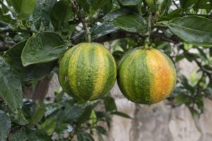 Deux agrumes aux stries vertes et jaunes sur une branche.