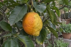 Agrume orange et jaune à la forme légèrement irrégulière, suspendu à une branche parmi les feuilles.