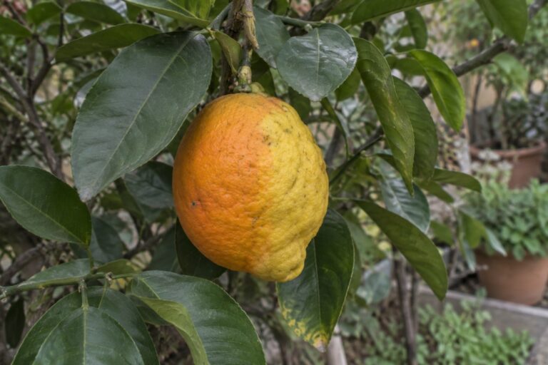 Agrume orange et jaune à la forme légèrement irrégulière, suspendu à une branche parmi les feuilles.