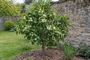 Un petit bigaradier au jardin portant des bouquets de fleurs blanches.