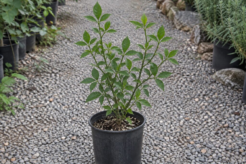 Un jeune agrume en pot, avec des feuilles regroupées par trois.