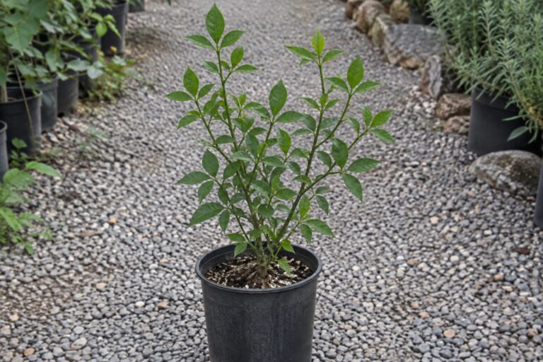 Un jeune agrume en pot, avec des feuilles regroupées par trois.