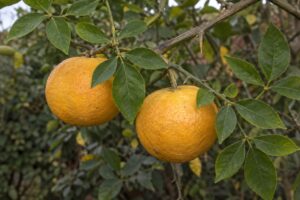 Des agrumes jaune orangé sur une branche aux feuilles composées de trois folioles.