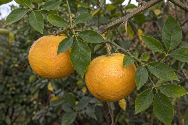 Des agrumes jaune orangé sur une branche aux feuilles composées de trois folioles.