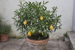 Un agrume compact en pot portant des fruits jaunes en forme de poire et quelques fleurs.