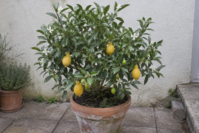 Un agrume compact en pot portant des fruits jaunes en forme de poire et quelques fleurs.