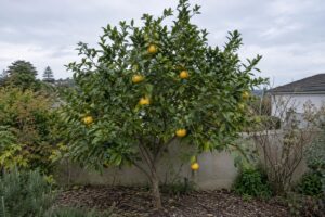 Un agrume au feuillage dense portant quelques fruits jaunes dans un jardin.