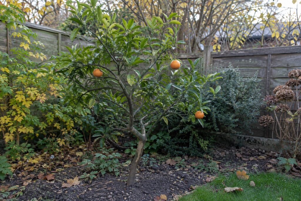 Un petit agrume aux branches tortueuses et au feuillage clairsemé dans un jardin.