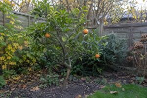 Un petit agrume aux branches tortueuses et au feuillage clairsemé dans un jardin.