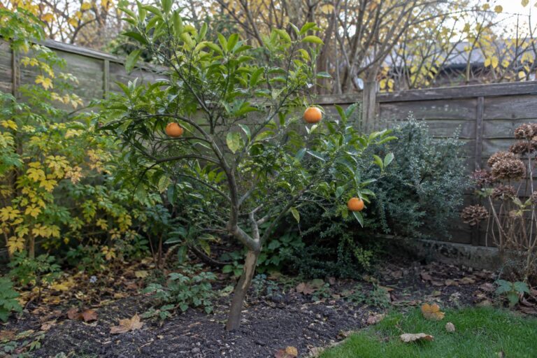 Un petit agrume aux branches tortueuses et au feuillage clairsemé dans un jardin.