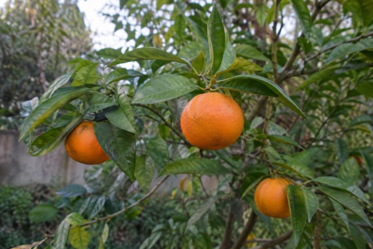 De petits agrumes orange arrondis sur une branche au milieu des feuilles.