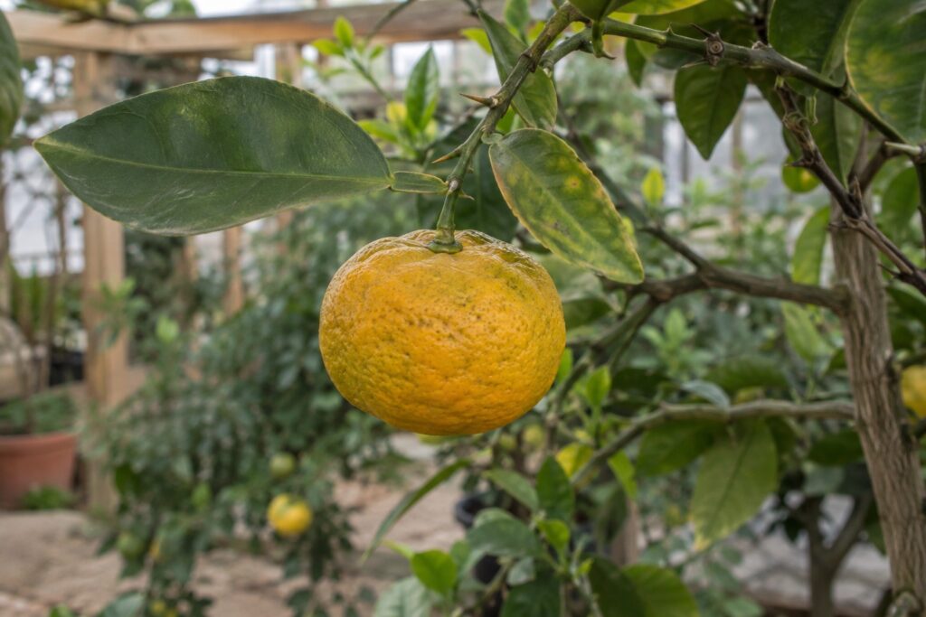 Un agrume jaune orangé à la peau légèrement rugueuse sur une branche feuillue.