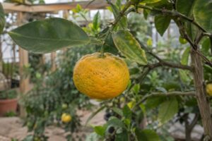 Un agrume jaune orangé à la peau légèrement rugueuse sur une branche feuillue.