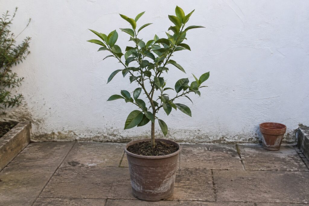 Un jeune agrume au feuillage vert dans un pot sur une terrasse.